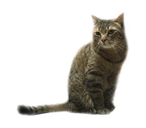 Item in case Кейс тестовый